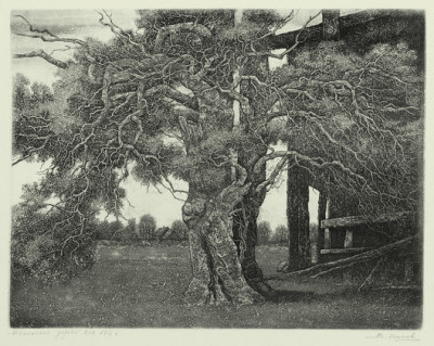 Шаманское дерево 2012 офорт, акватинта.